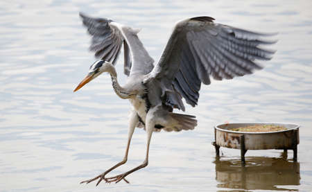 Milky Stork flies in Putrajaya Wetland, Malaysia.の写真素材