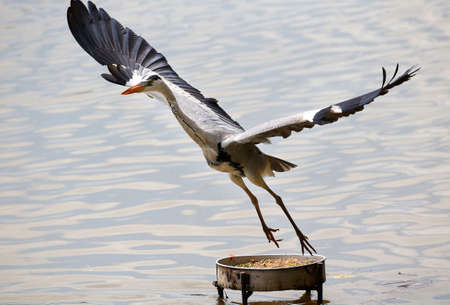 Milky Stork flies in Putrajaya Wetland, Malaysia.の写真素材