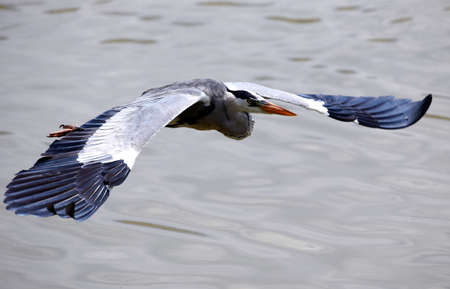 Milky Stork flies in Putrajaya Wetland, Malaysia.の写真素材