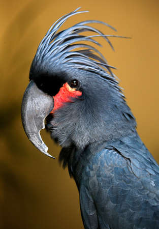 Bird in Kuala Lumpur Bird Park in Kuala Lumpur, May 7, 2017.の写真素材