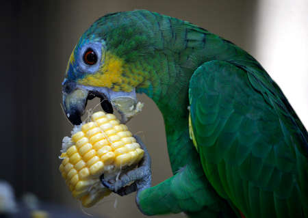 Parrot in Kuala Lumpur Bird Park in Kuala Lumpur, Malaysia May 24, 2017.の写真素材