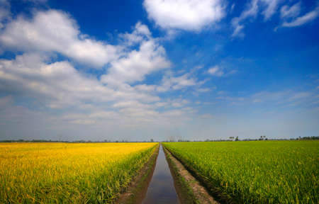 General views of the paddy field is seen at Sekinchan, Malaysia on May 28, 2017.の写真素材