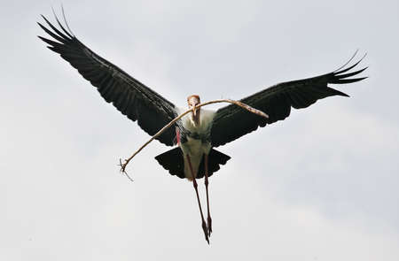 Milky Stork flying at park in Kuala Lumpurの写真素材