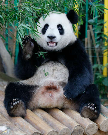 Panda cub is sitting on the wooden bench at the Panda Conservation Centre in Kuala Lumpur, Malaysia, July 24, 2017.の写真素材