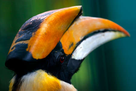 Close-up view of Hornbill at Bird Park in Kuala Lumpur, November 5, 2017.の写真素材