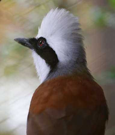White - Crested Laughing Thrust closed up.の写真素材