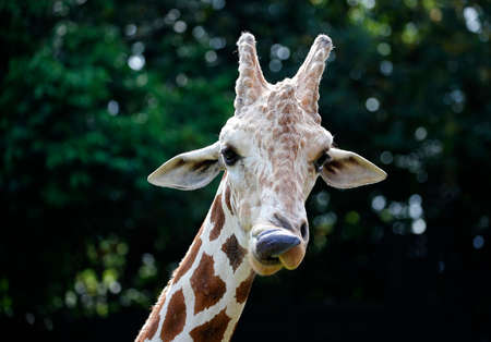 Close-up view of the Giraffeの写真素材