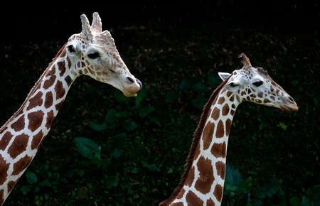 Side views of the two Giraffesの写真素材