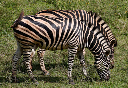 Zebra horse striped black white horsesの写真素材