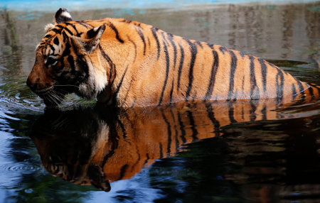 Side angle views of Tiger