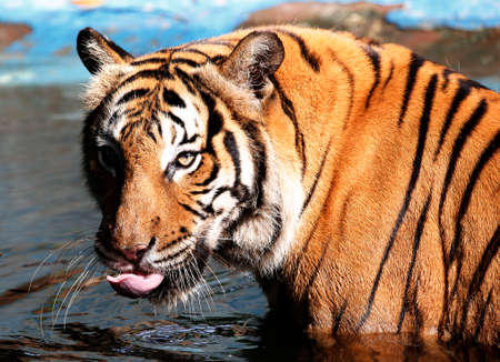 Front views of Tigerの写真素材