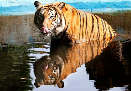 Front views of Tiger