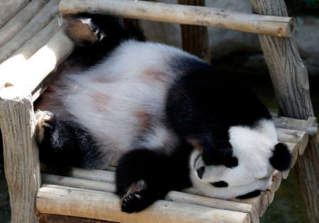 Panda laying down on the wooden benchの写真素材
