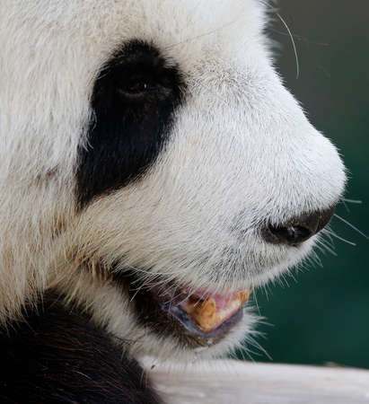 Front views of the pandaの写真素材