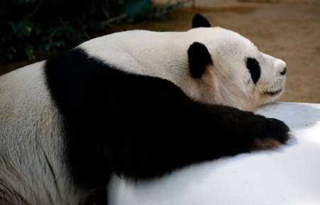 Panda laying down on the stoneの写真素材