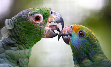 Close-up of two colourful Parrots in Kuala Lumpur Bird Park, Kuala Lumpur, Malaysiaの写真素材