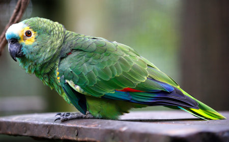 Close-up of the colourful Parrot at Park