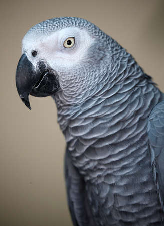 Close-up of the colourful Parrot at Parkの写真素材