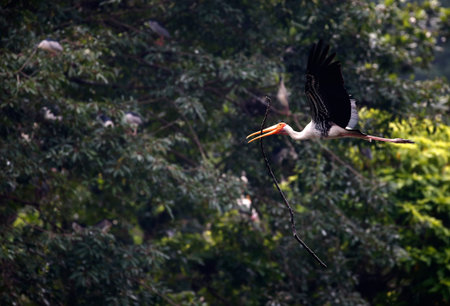 Milky storks flying at the Zoo, Kuala Lumpur, Malaysia