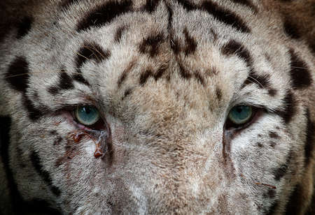 Close-up of White tiger is seen at the Zoo, Kuala Lumpur, Malaysiaの写真素材