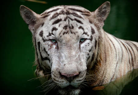 Close-up of White tiger is seen at the Zoo, Kuala Lumpur, Malaysiaの写真素材