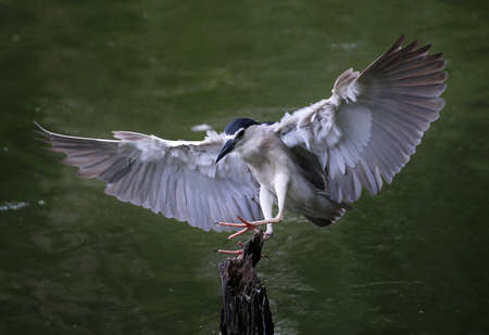 Bird flying and land on the wood at the Zoo, Kuala Lumpur, Malaysiaの写真素材
