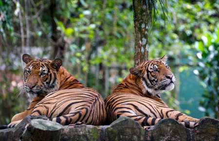 Two Tigers seat on bench zoo area in Kuala Lumpur.の写真素材