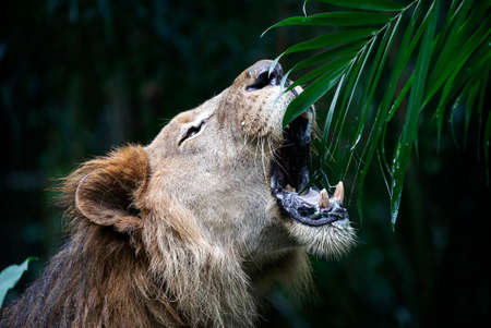 A Lion eats plant at the zoo area in Kuala Lumpur.の写真素材