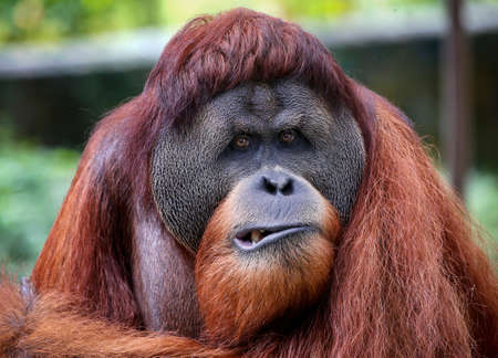 A milky stork is seen flying in a zoo area in Kuala Lumpur.のeditorial素材