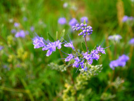 In the grassland in the city, beautiful flowers,の写真素材