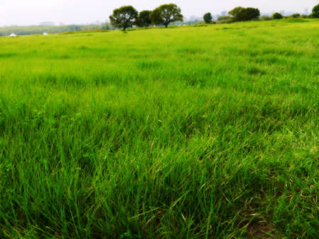 Grassland in the cityの写真素材