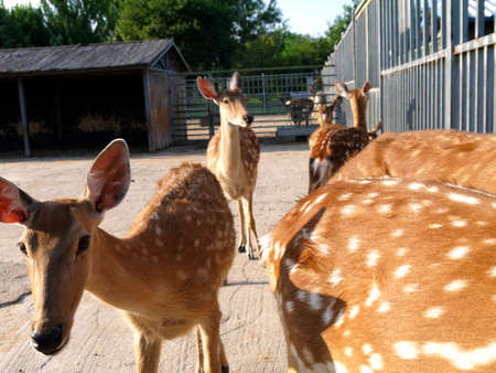 The botanical garden where sika deer is raised has beautiful flowers, the paths in the garden, the statue of sika deer, the scenery is very beautifulの写真素材
