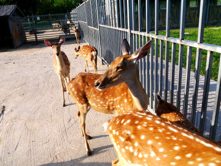 The botanical garden where sika deer is raised has beautiful flowers, the paths in the garden, the statue of sika deer, the scenery is very beautifulの写真素材