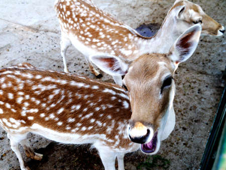 The botanical garden where sika deer is raised has beautiful flowers, the paths in the garden, the statue of sika deer, the scenery is very beautifulの写真素材