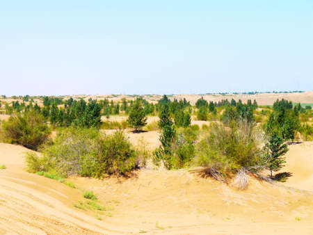 The artificially managed desert forms an oasis in the desert, with cross-country, sea of flowers, streams, green plants and beautiful scenery.の写真素材