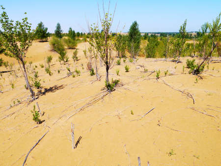 The artificially managed desert forms an oasis in the desert, with cross-country, sea of flowers, streams, green plants and beautiful scenery.の写真素材