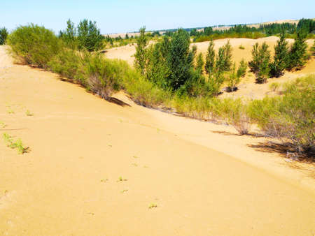 The artificially managed desert forms an oasis in the desert, with cross-country, sea of flowers, streams, green plants and beautiful scenery.の写真素材