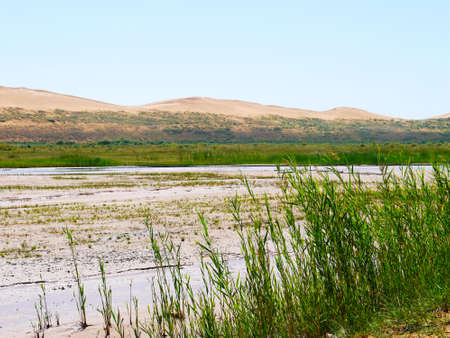 The artificially managed desert forms an oasis in the desert, with cross-country, sea of flowers, streams, green plants and beautiful scenery.の写真素材