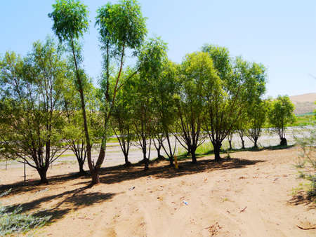 The artificially managed desert forms an oasis in the desert, with cross-country, sea of flowers, streams, green plants and beautiful scenery.の写真素材