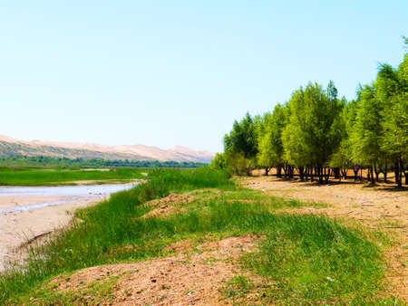 The artificially managed desert forms an oasis in the desert, with cross-country, sea of flowers, streams, green plants and beautiful scenery.の写真素材