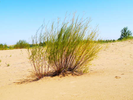 The artificially managed desert forms an oasis in the desert, with cross-country, sea of flowers, streams, green plants and beautiful scenery.の写真素材