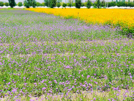 The artificially managed desert forms an oasis in the desert, with cross-country, sea of flowers, streams, green plants and beautiful scenery.の写真素材