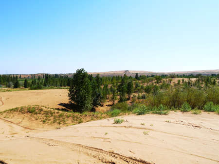 The artificially managed desert forms an oasis in the desert, with cross-country, sea of flowers, streams, green plants and beautiful scenery.の写真素材