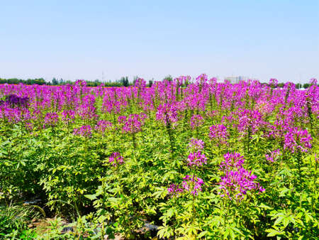 The artificially managed desert forms an oasis in the desert, with cross-country, sea of flowers, streams, green plants and beautiful scenery.の写真素材