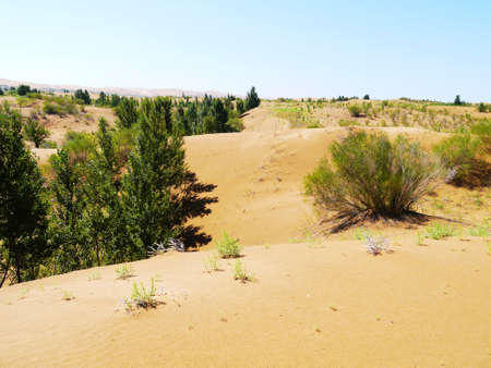 The artificially managed desert forms an oasis in the desert, with cross-country, sea of flowers, streams, green plants and beautiful scenery.の写真素材