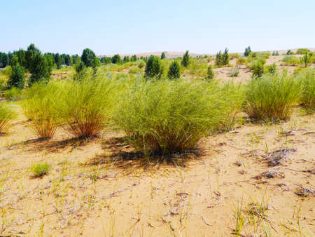 The artificially managed desert forms an oasis in the desert, with cross-country, sea of flowers, streams, green plants and beautiful scenery.の写真素材