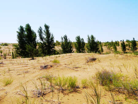 The artificially managed desert forms an oasis in the desert, with cross-country, sea of flowers, streams, green plants and beautiful scenery.の写真素材