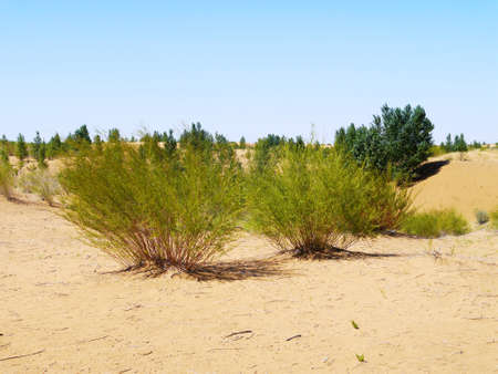 The artificially managed desert forms an oasis in the desert, with cross-country, sea of flowers, streams, green plants and beautiful scenery.の写真素材