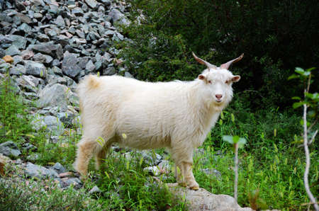 Fun in the mountains, cute goats, beautiful mountains, blue sky, and creeksの写真素材