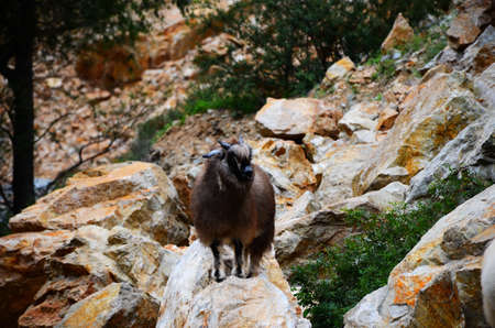 Fun in the mountains, cute goats, beautiful mountains, blue sky, and creeksの写真素材